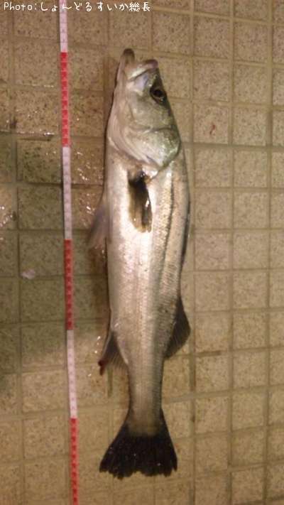 �����Х�