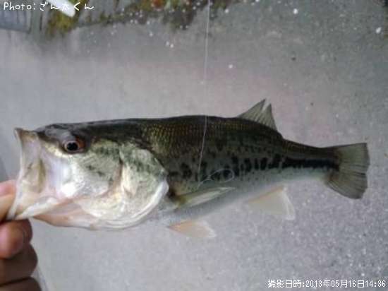 �֥�å��Х�