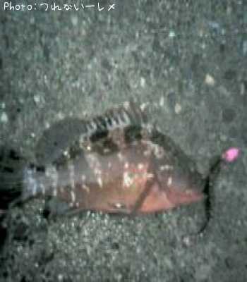 �����ϥ�