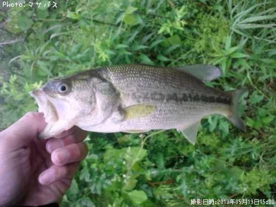 �֥�å��Х�