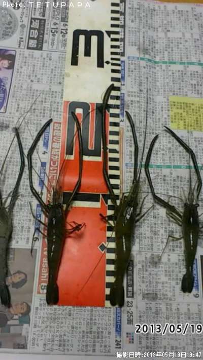 ��Ĺ����