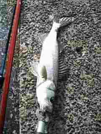 �����Х�