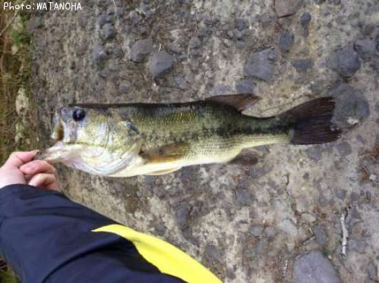 �֥�å��Х�