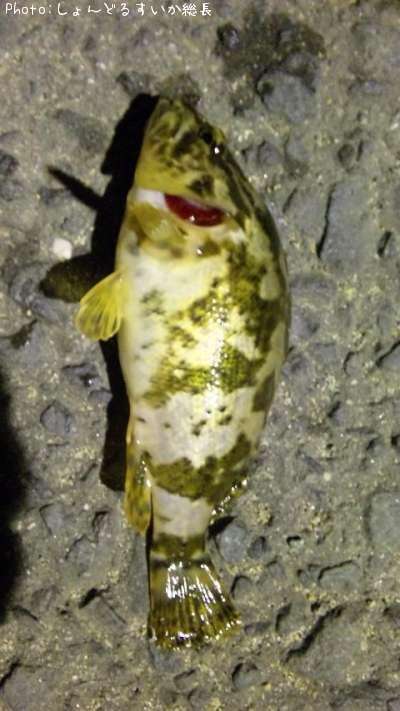 �����Υ���Х�