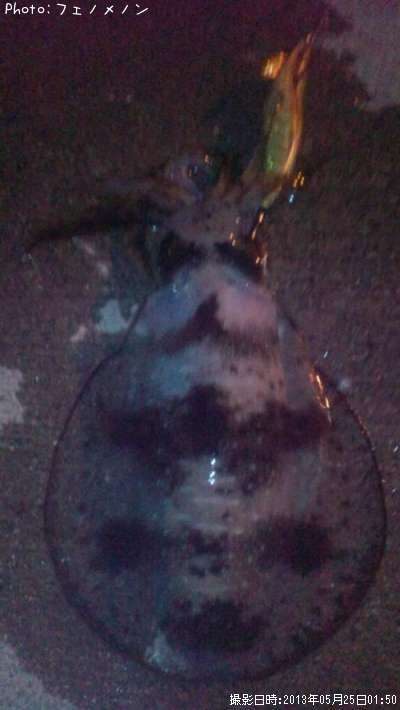 �����ꥤ��