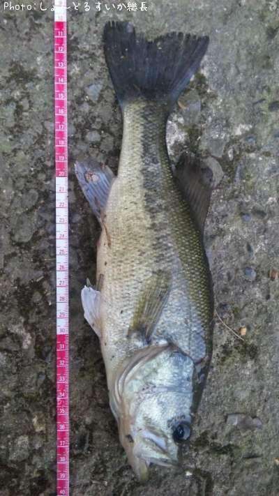 �֥�å��Х�