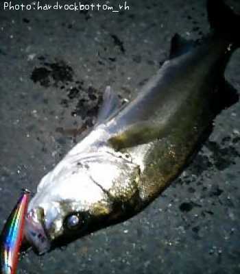 �����Х�