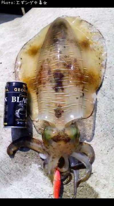 �����ꥤ��