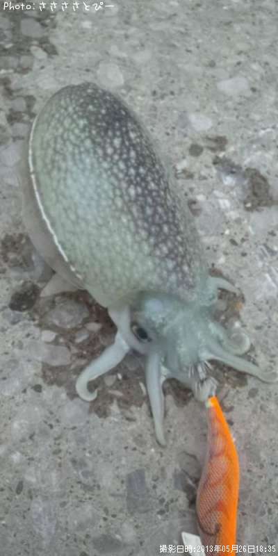 ����䥱����