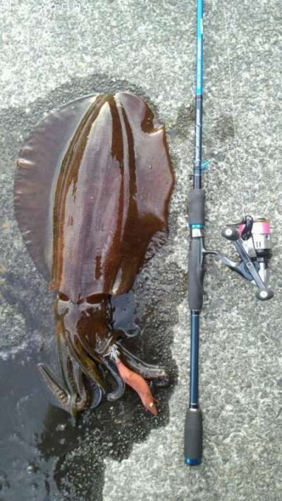 �����ꥤ��