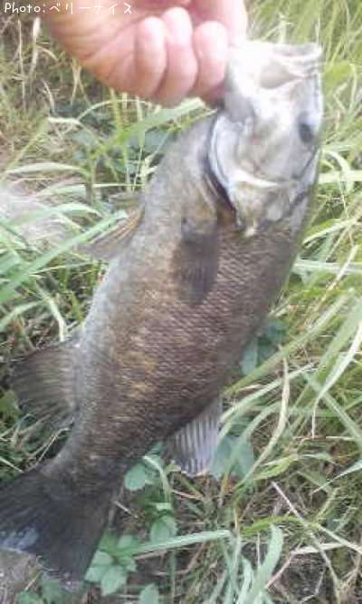 ���⡼��ޥ����Х�