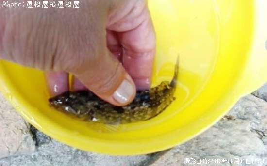 �����ʥ�