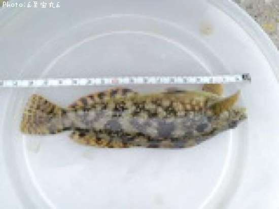 �����ʥ�