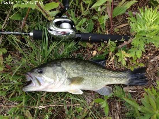 �֥�å��Х�