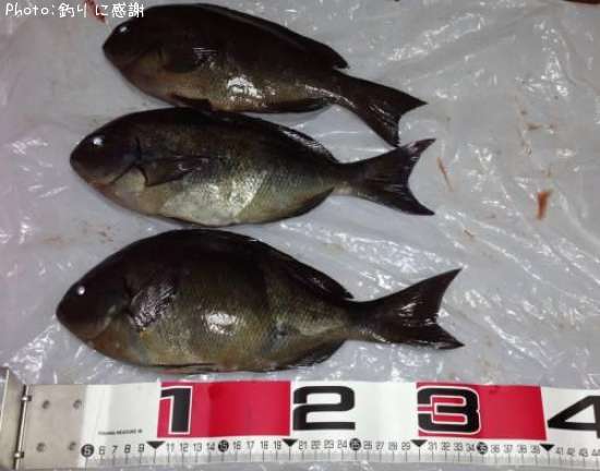 ��Ĺ�᥸��