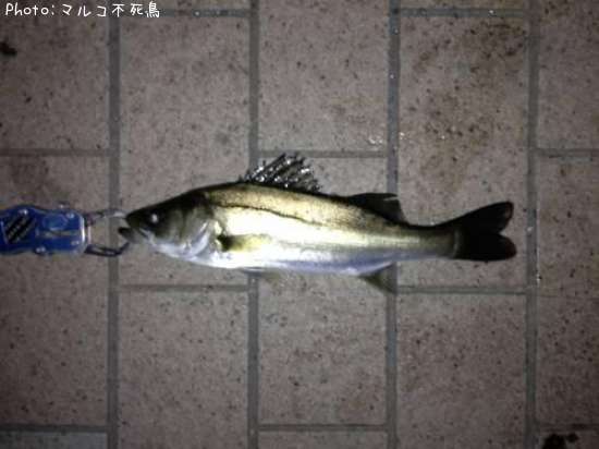 �����Х�