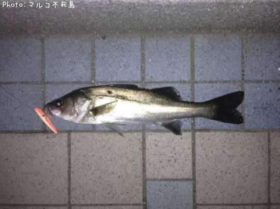 �����Х�