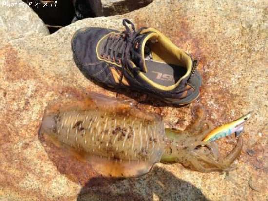 �����ꥤ��