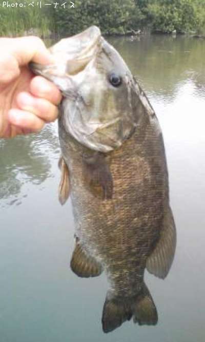 ���⡼��ޥ����Х�