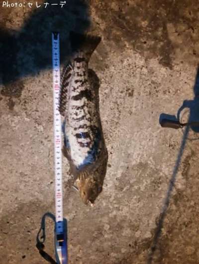 �����ʥ�