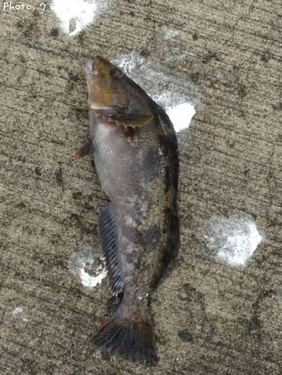 �����ʥ�