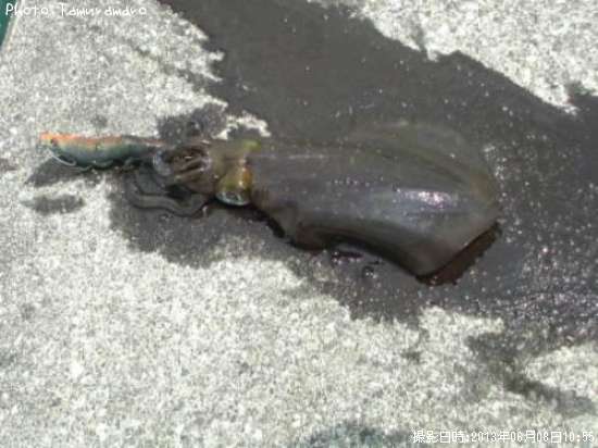 �����ꥤ��