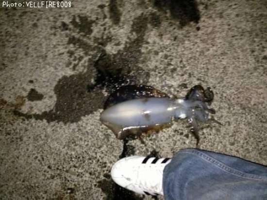 �����ꥤ��