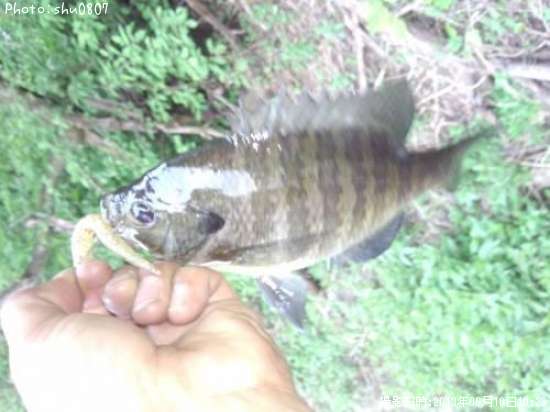 �֥롼����