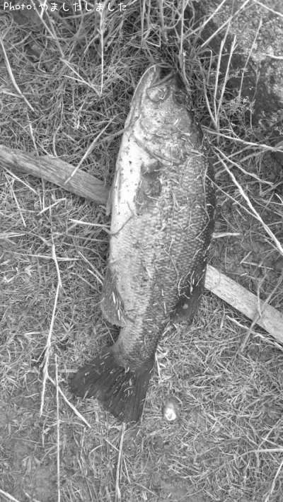 �֥�å��Х�