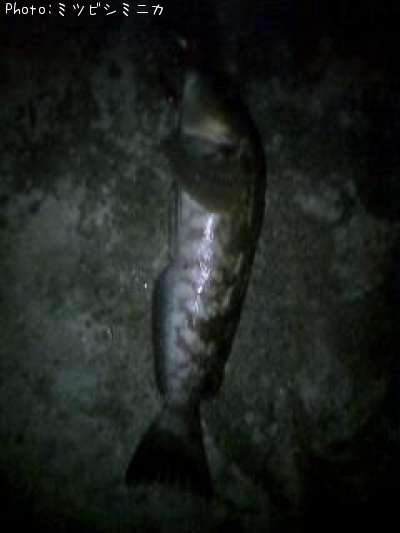 �����ʥ�