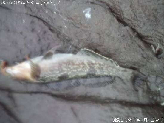 �����ʥ�