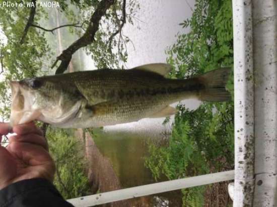 �֥�å��Х�