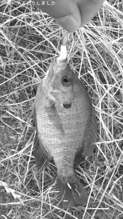 �֥롼����