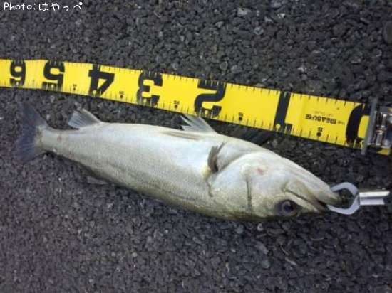 �����Х�