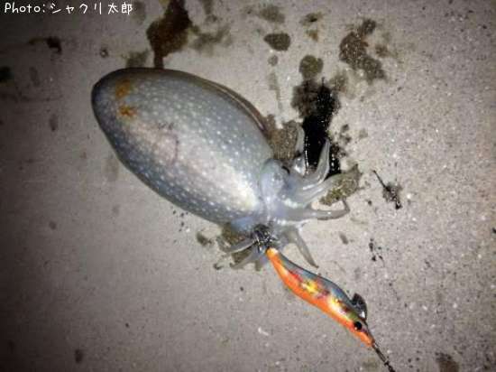 ����䥱����