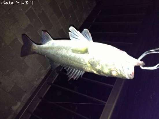 �����Х�