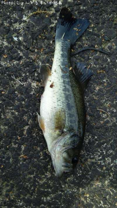 �֥�å��Х�