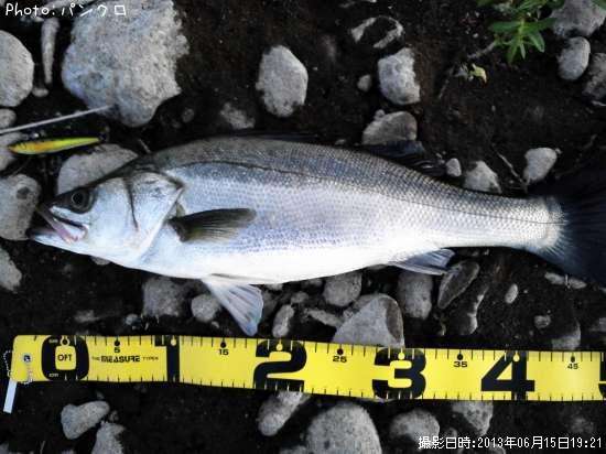 �����Х�