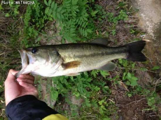 �֥�å��Х�