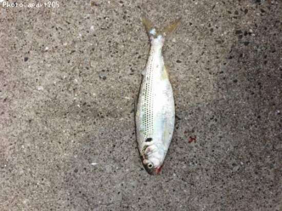 ���Υ���