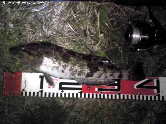 �����ʥ�