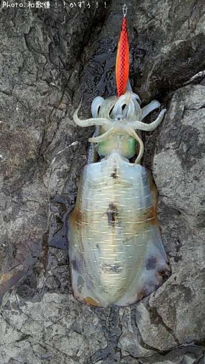 �����ꥤ��