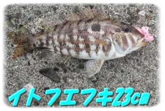 ���ȥե��ե�