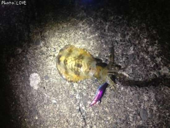 �����ꥤ��