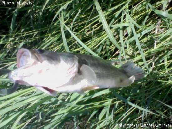 �֥�å��Х�