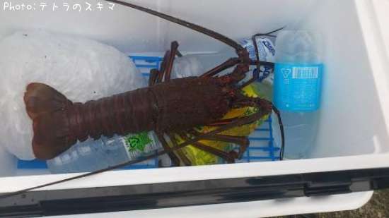 ������Ϸ