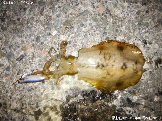 �����ꥤ��