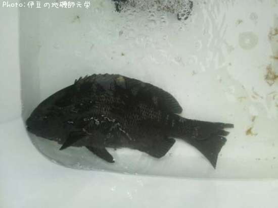 �����᥸��