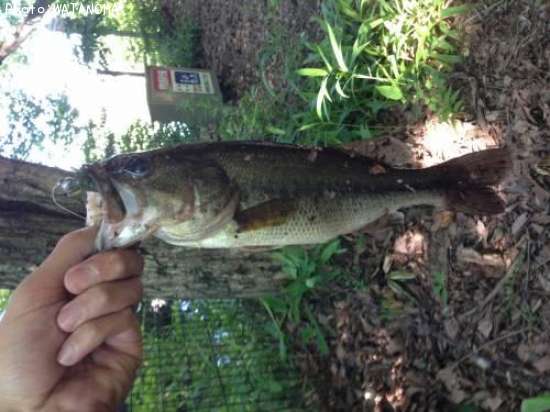 �֥�å��Х�