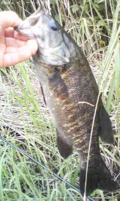 ���⡼��ޥ����Х�